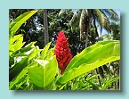 Raro Ginger